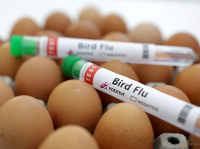 Avian Alarm: WHO Sounds Warning on Human Bird Flu Cases
